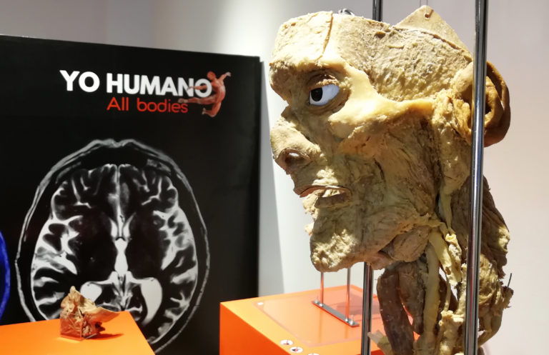 Exhibición “Yo Humano, All Bodies” invita a reflexionar a niños y adultos