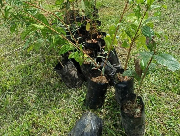 Comunidad libanesa se une al proyecto “Alajuela Reforesta Responsablemente” con donación de 243 árboles