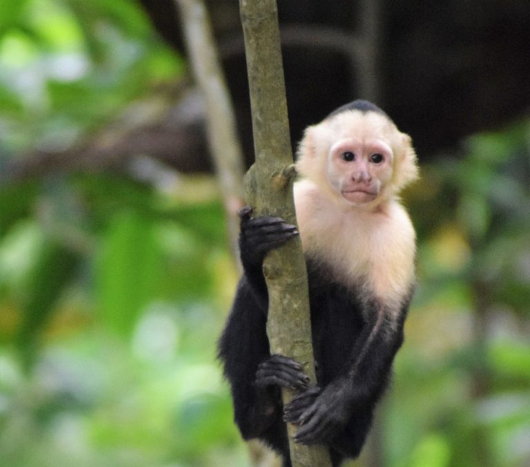 UNED alerta que déficit presupuestario y masificación turística ponen en riesgo la conservación de áreas protegidas