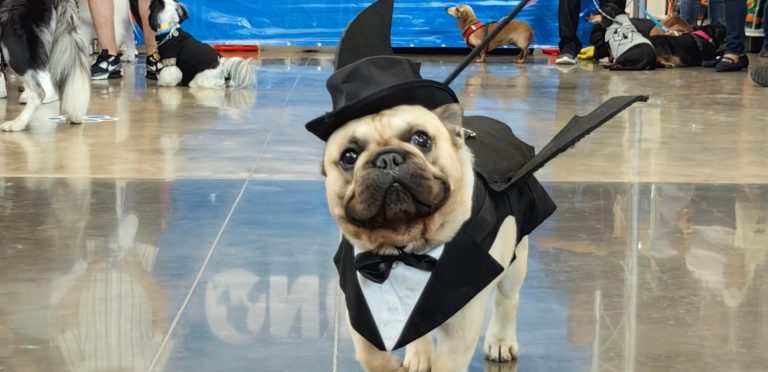 Novex realizará la "Pasarela de Mascotas" con disfraces, concursos y premios en Curridabat