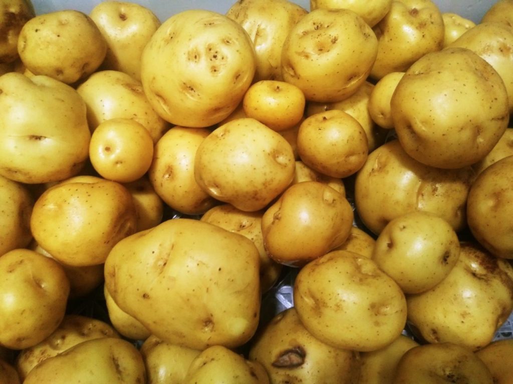 UCR presenta Criollítica: una nueva variedad de papa costarricense