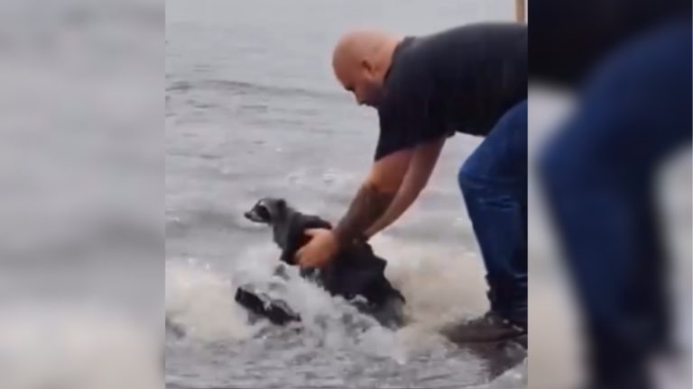 Un mapache bajo la lluvia: Nuestras interacciones con la fauna silvestre