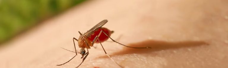 Salud confirma caso positivo de fiebre amarilla en Costa Rica