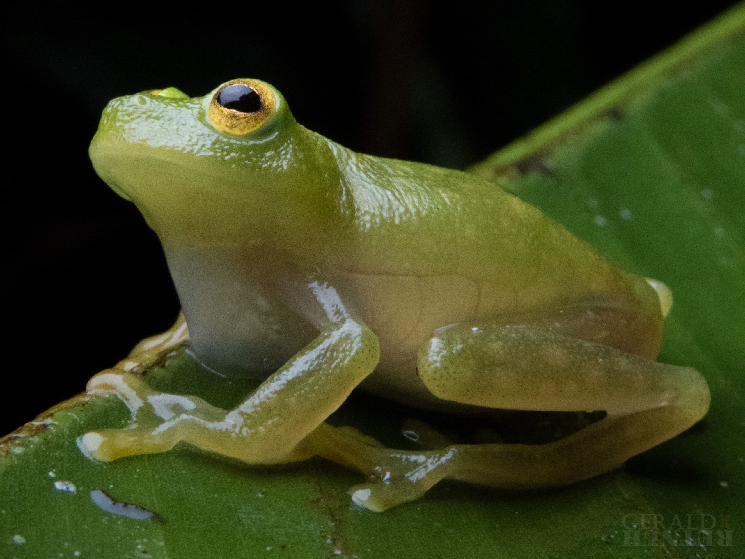 Imagen principal del artículo: CBI-Cubujuquí cumple su primer año con avances en conservación y alianzas público-privadas