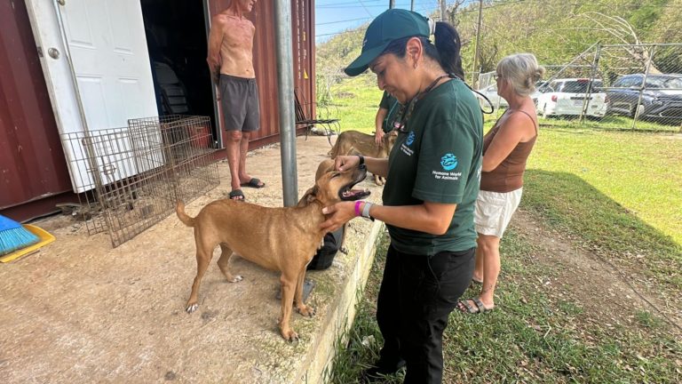 Costarricense participó en ayuda de animales en comunidades de Jamaica afectadas por el huracán Melissa