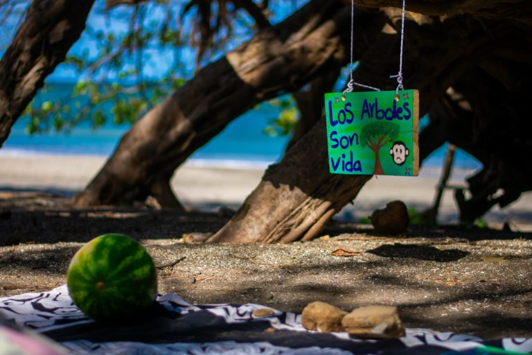Sala Constitucional ordena investigar la marcación de árboles en Brasilito