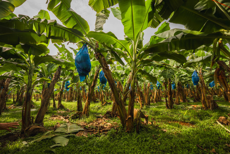 Corbana abre reconocimiento para premiar la innovación en el sector bananero