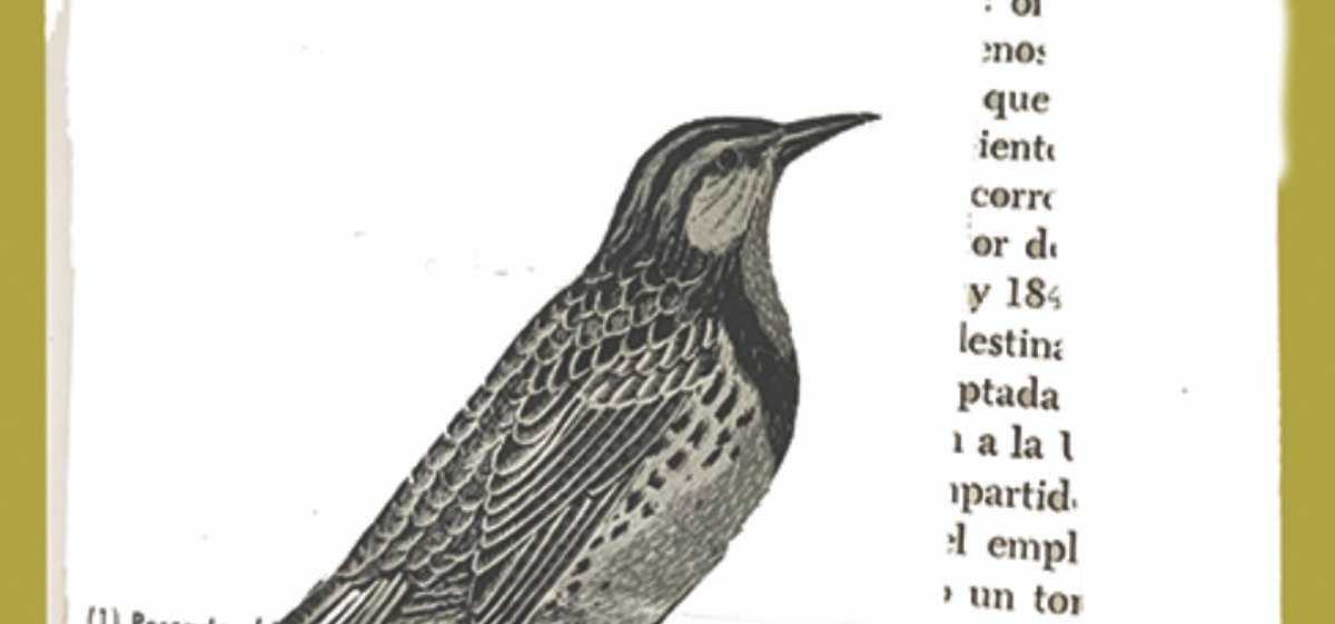 Imagen principal del artículo: Karla Sterloff presenta su nuevo libro de cuentos "Pájaros extraños"