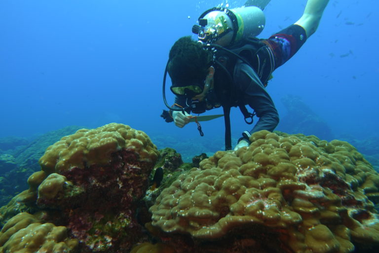 Estudio reporta disminución del 40% en la cobertura de corales vivos en Isla Del Caño
