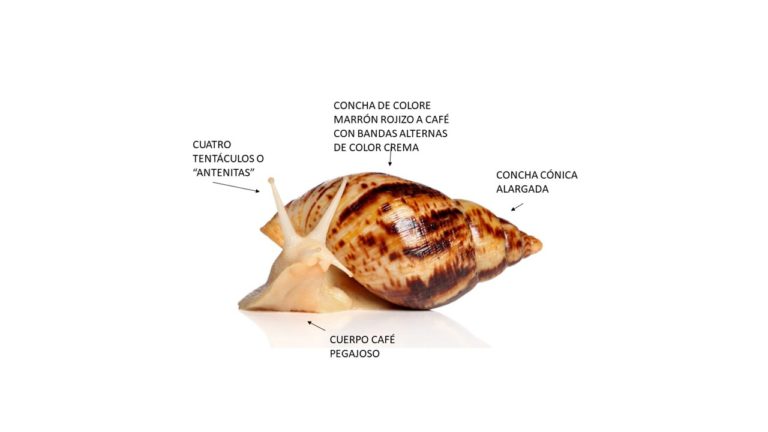 Salud hace un llamado de prevención ante presencia del caracol gigante africano en Costa Rica