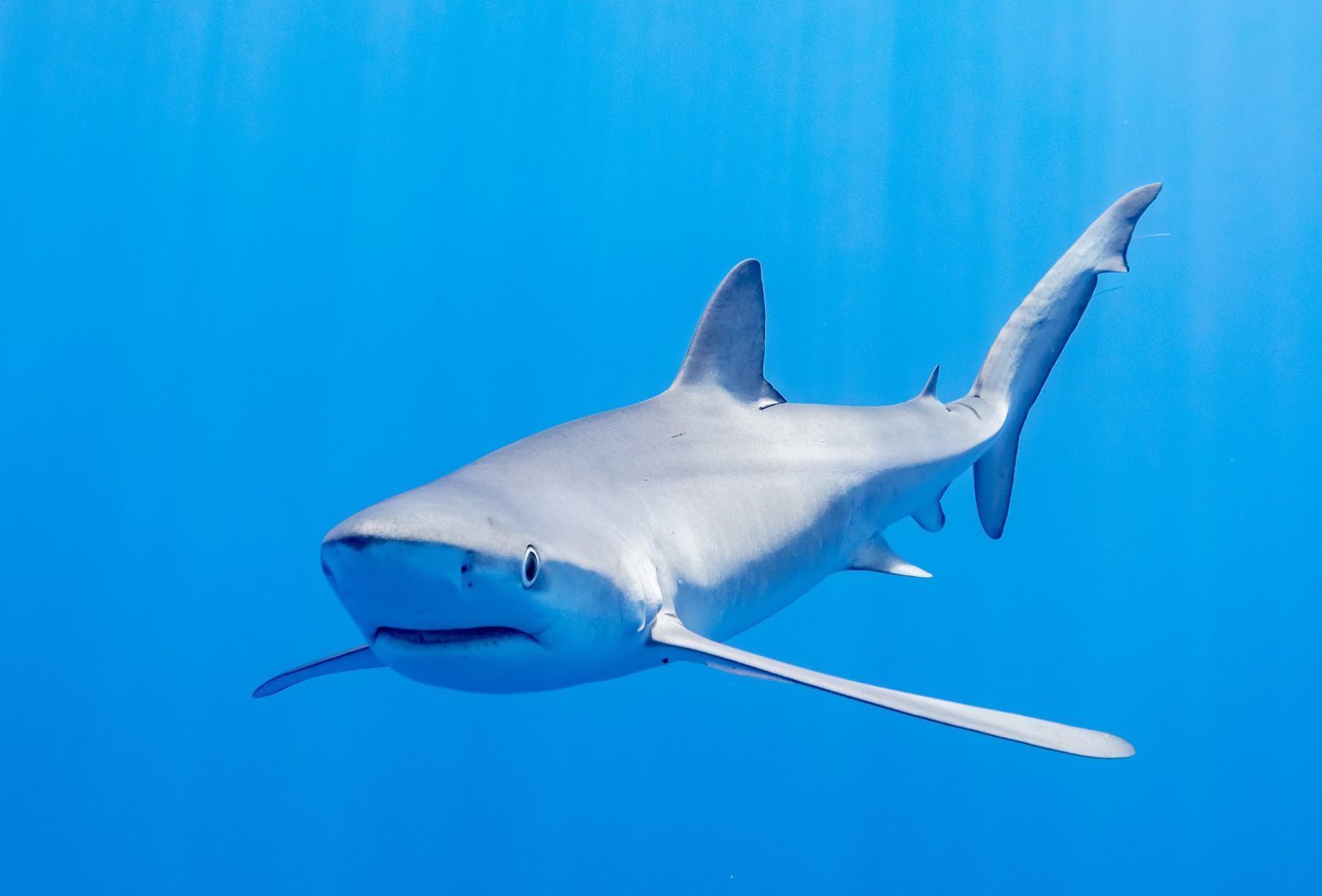 Imagen principal del artículo: Costa Rica participa en la COP20 de CITES y reafirma prohibición sobre pesca de tiburón oceánico punta blanca