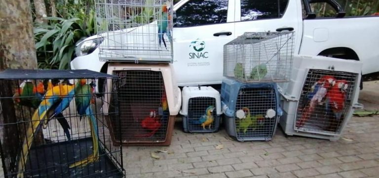 Minae recuerda que tener o regalar animales silvestres es un delito en Costa Rica