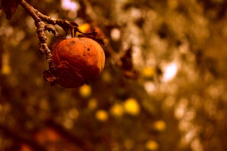 Sobre incentivos perversos