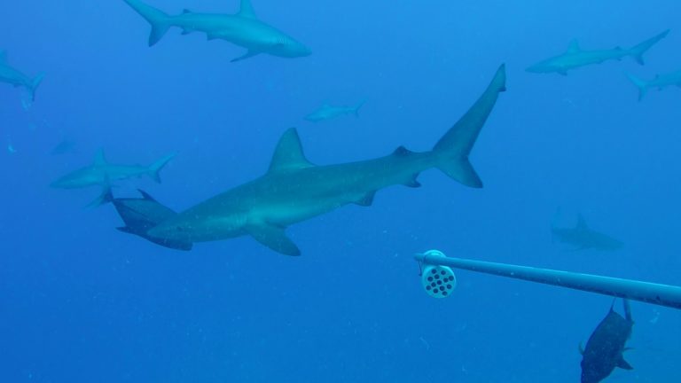 Estudio revela que las islas oceánicas del Pacífico latinoamericano son refugios clave para tiburones amenazados