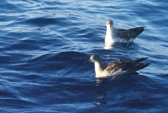 Nuevo estudio de la UCR revela que la Isla del Coco alberga 181 especies de aves
