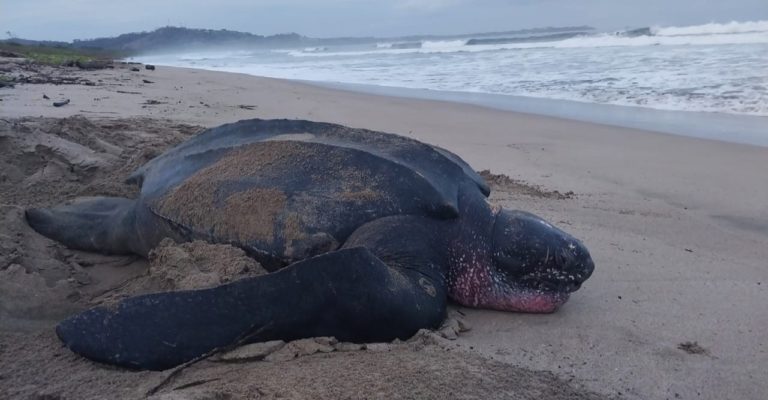 Parque Nacional Marino Las Baulas: un desastre de conservación