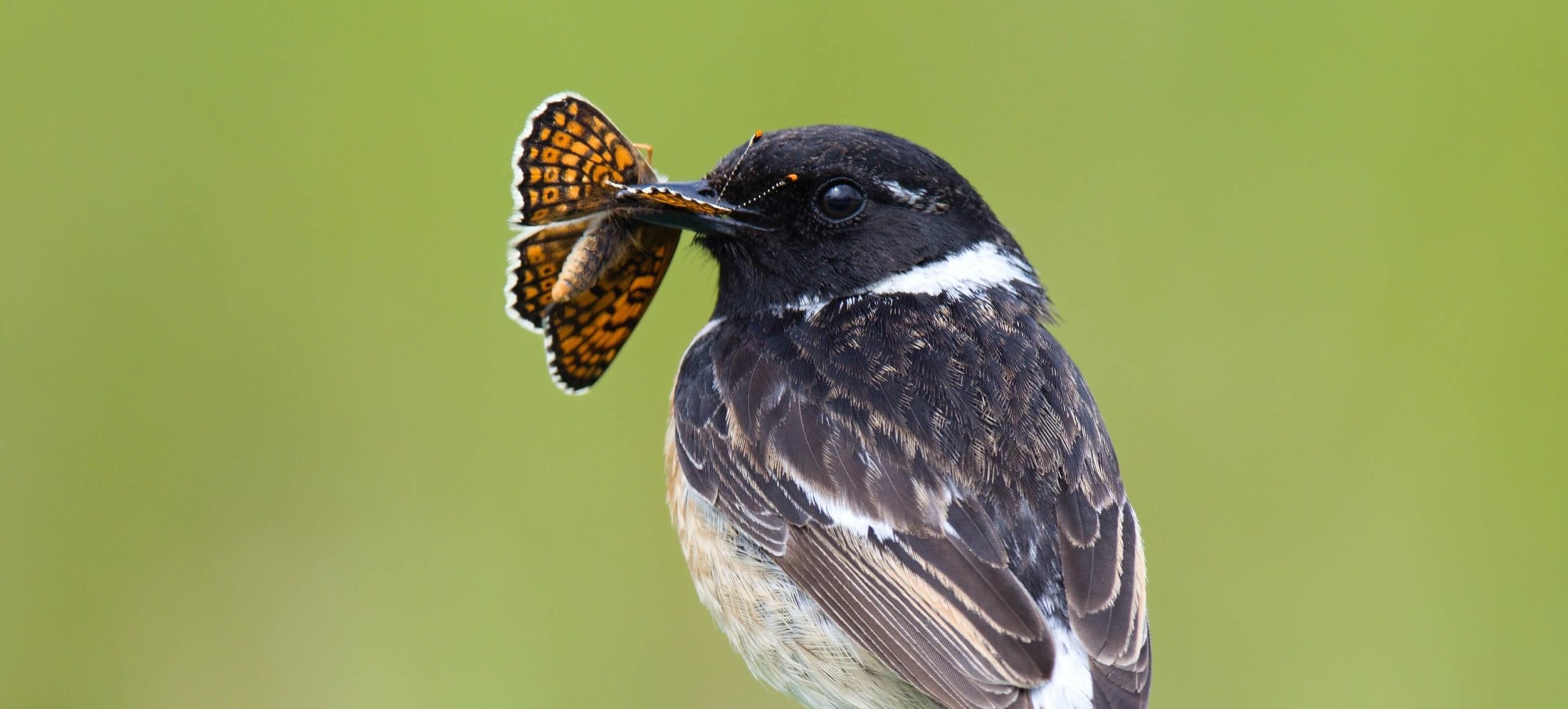 Imagen principal del artículo: ¿Por qué algunos animales brillan y otros se esconden? La ciencia lo revela