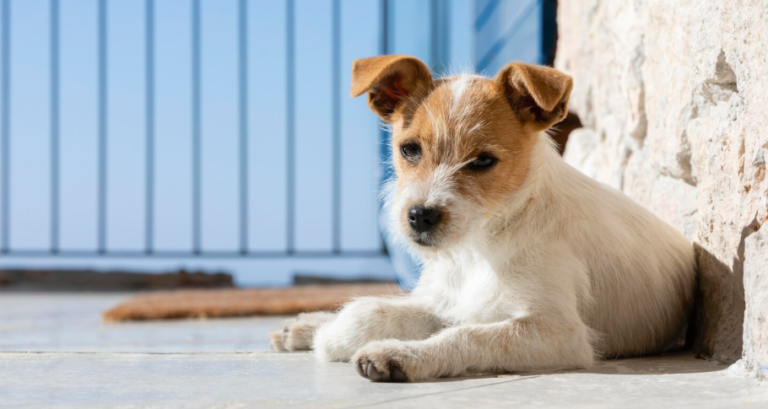 Hyundai activa "Zaguatón Navideño" para evitar el desabastecimiento en refugios animales