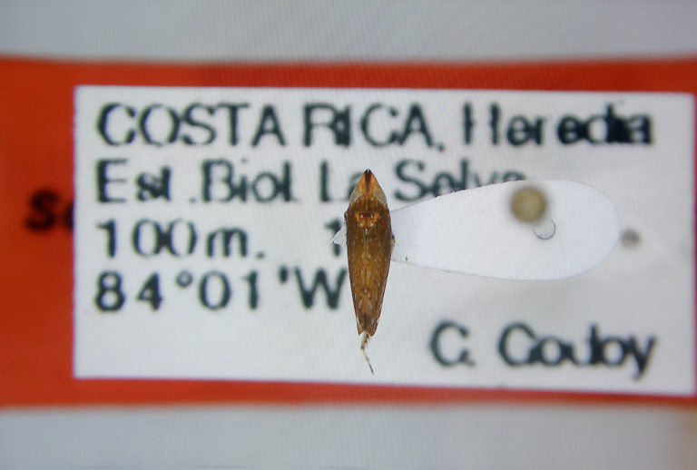 Tras 33 años de espera, 16 nuevas especies de insectos son descubiertas en Costa Rica