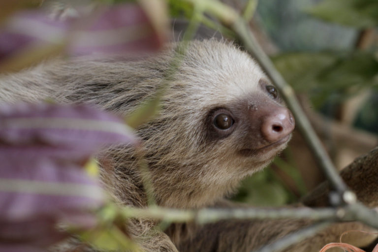 Perezosos de dos dedos obtienen mayor protección contra el tráfico ilegal y la explotación, gracias a propuesta de Costa Rica, Brasil y Panamá