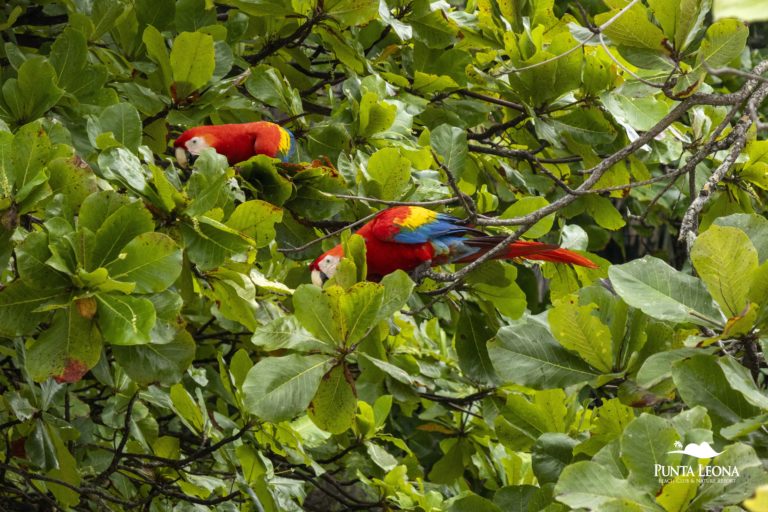 UNA advierte de reforma que brinda la posibilidad de conservar en cautiverio aves adquiridas antes de 2017