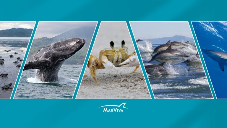 MarViva presenta guía electoral sobre el océano para las elecciones de 2026