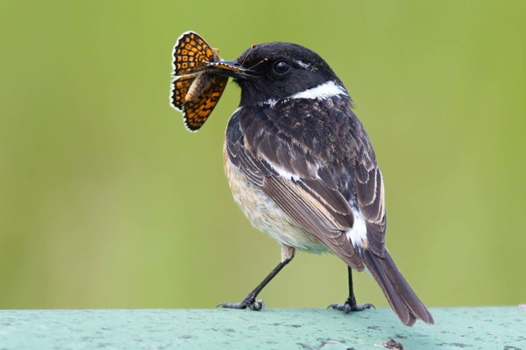 Ciencia global revela por qué algunos animales brillan y otros se camuflan