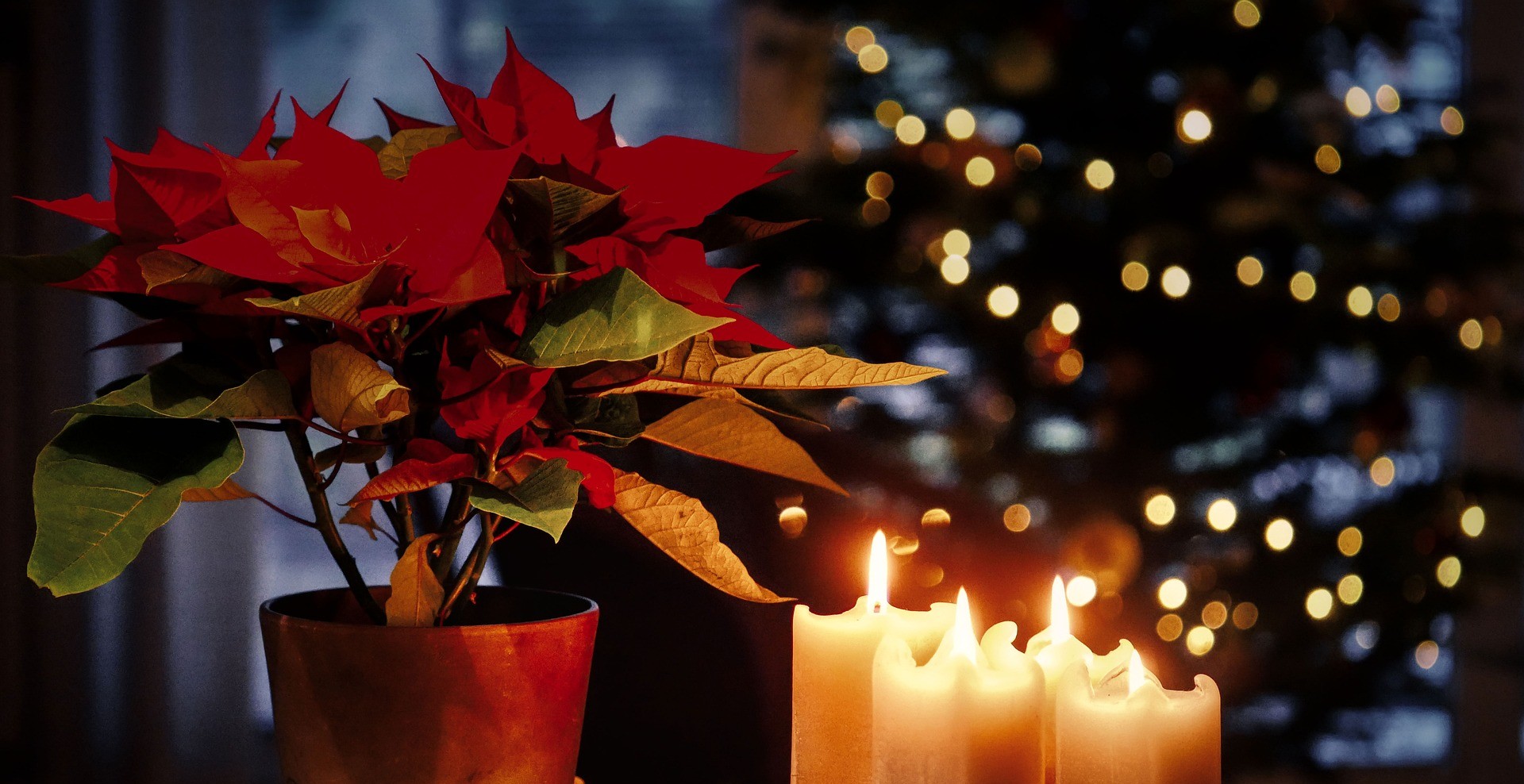 Imagen principal del artículo: Llegó diciembre