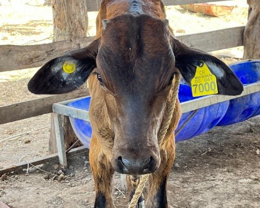 MAG otorga prórroga de tres meses a la implementación del areteo de ganado bovino