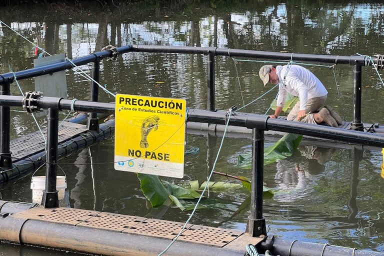Científicos plantean corredor binacional para proteger al manatí, pero Costa Rica no muestra interés