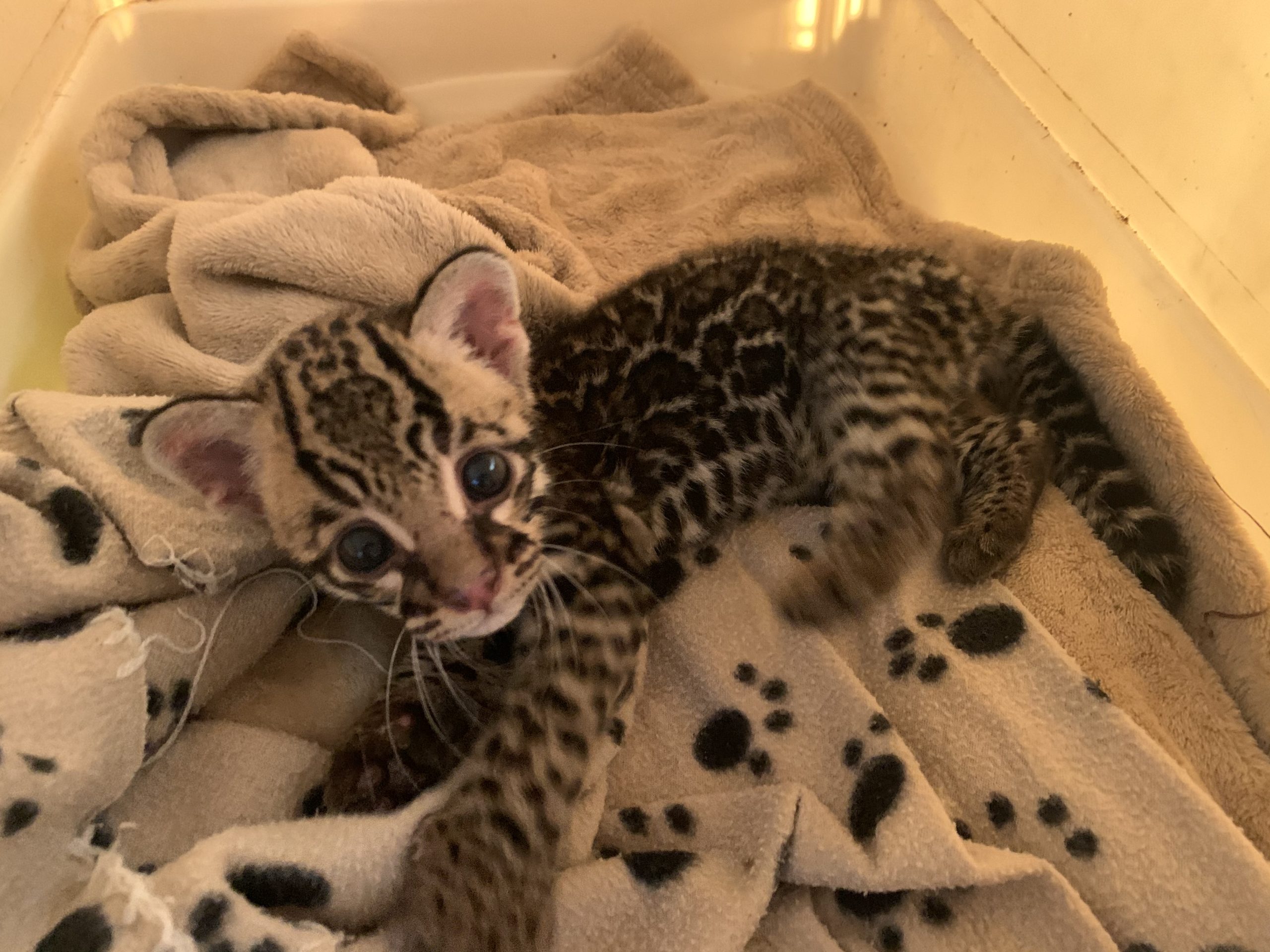 Imagen principal del artículo: Campaña “Déjala en su hábitat” busca reducir rescates innecesarios de crías silvestres en Costa Rica