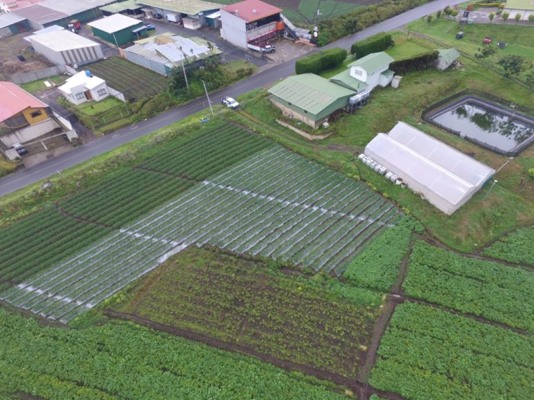 Técnica de riego por goteo se implementa en comunidades agrícolas de Cartago ¿de qué se trata?