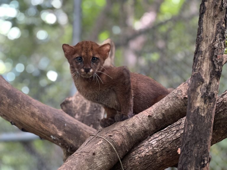 Centro de rescate lanza campaña para darle una vida segura a una yaguarundi con leucemia felina 