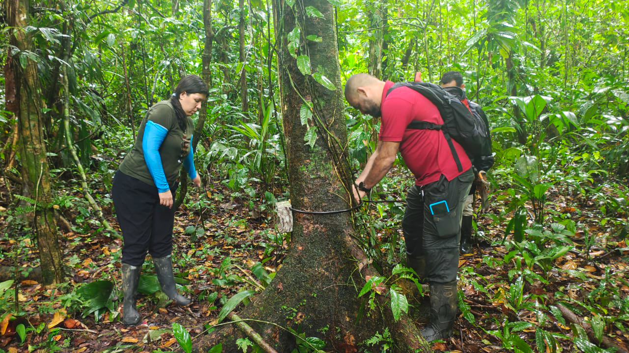 Imagen principal del artículo: Cámaras trampa monitorean la biodiversidad en bosque protegido por la industria bananera en el Caribe Sur