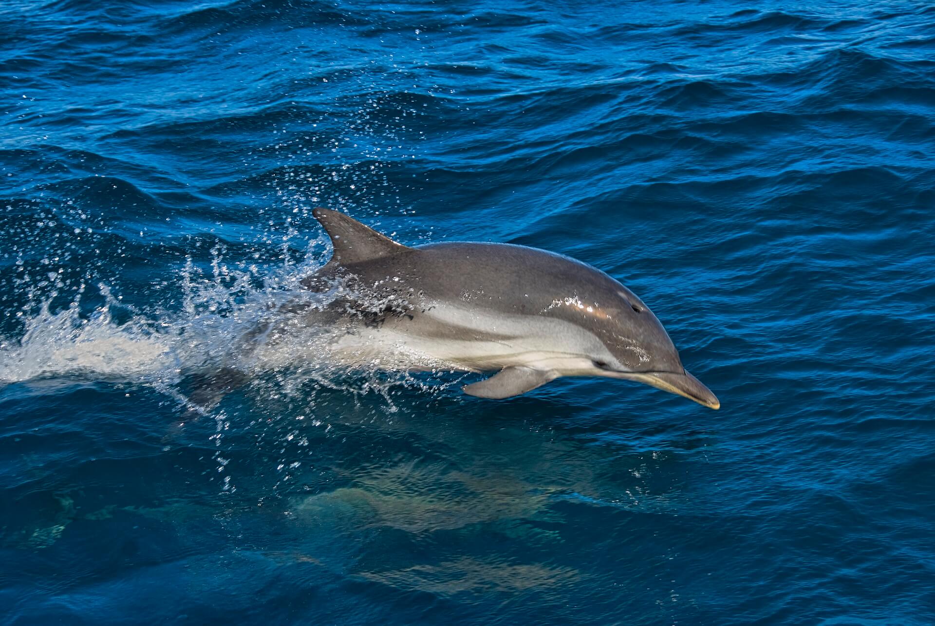 Imagen principal del artículo: Estudio de 20 años revela alta presencia de bacteria mortal en delfines encallados en el Pacífico costarricense