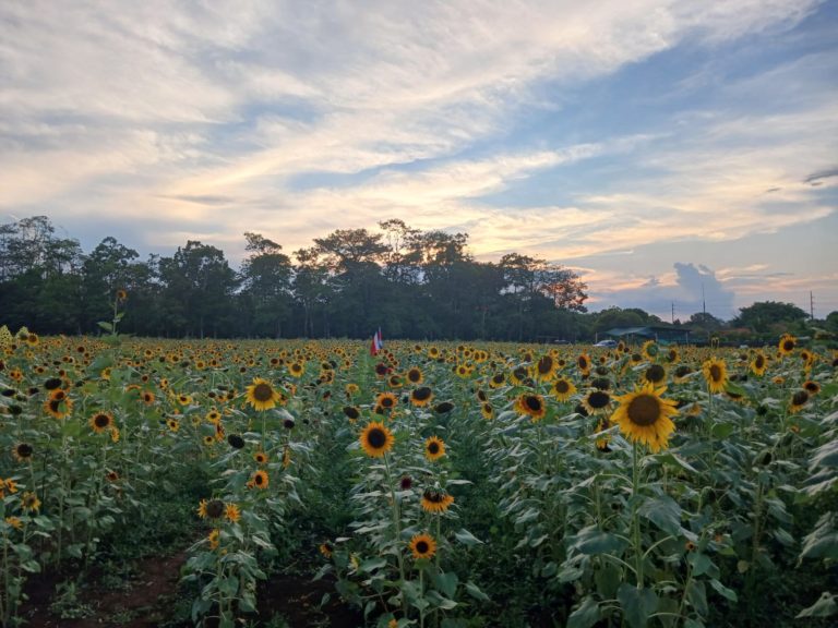¡Vamos a informarnos y a votar este 1 de febrero!
