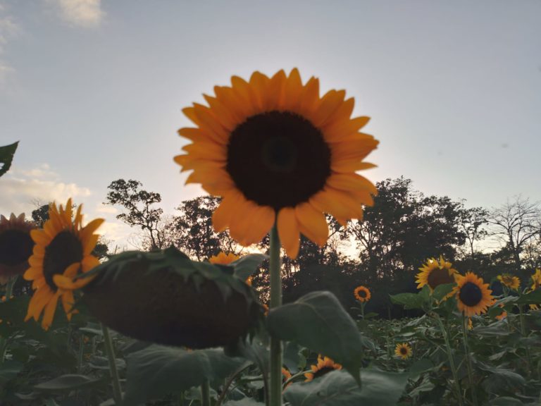 Campo de Girasoles Pital abrirá su primera temporada de floración del año a partir del 28 de febrero
