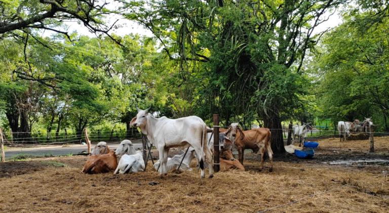 Pequeños productores de leche en Guanacaste hacen frente al cambio climático con prácticas sostenibles
