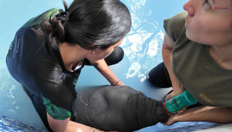 Una segunda oportunidad para el manatí: Diversas instituciones atienden a cría rescatada en Tortuguero