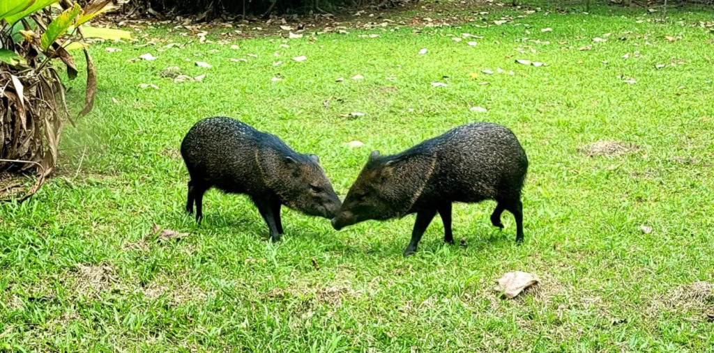 Fiscalía realiza allanamientos por cacería de saínos en Osa