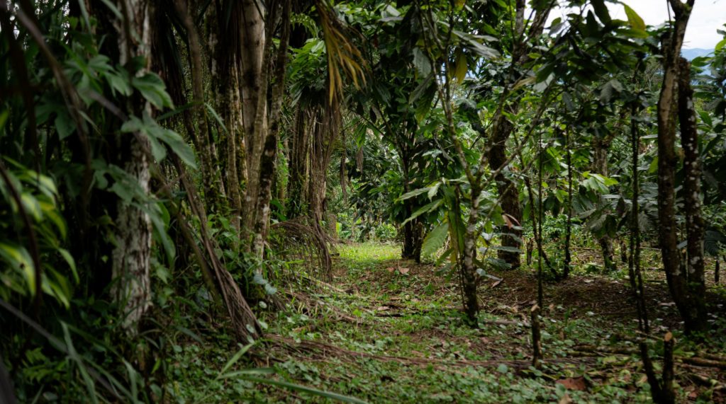 Abren convocatoria para financiar proyectos con enfoque ambiental