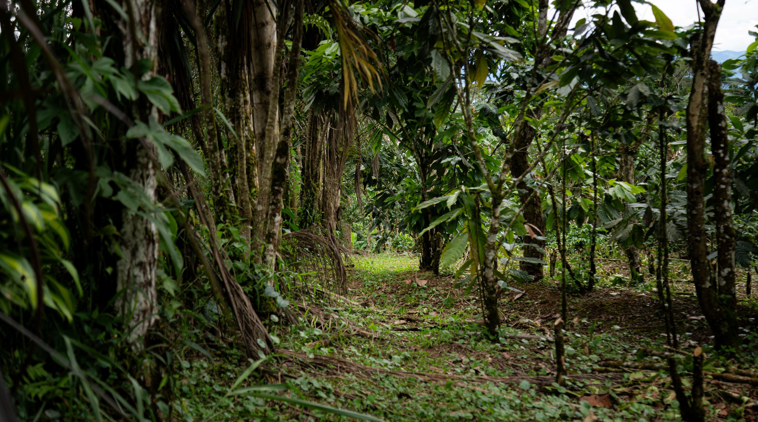 Imagen principal del artículo: Abren convocatoria para financiar proyectos con enfoque ambiental