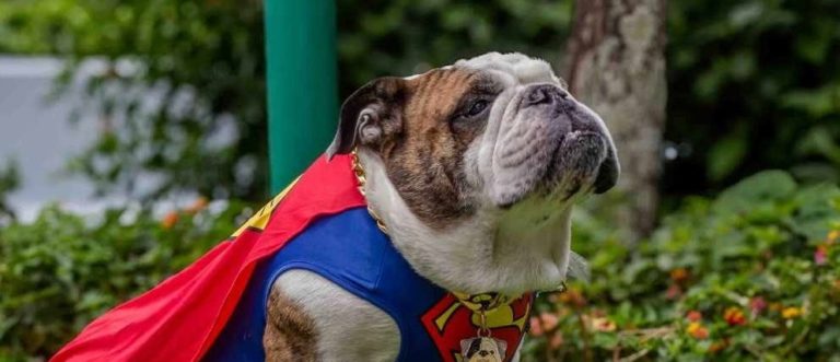 "Expo Mascotería" se realizará en Oxígeno con jornadas de adopción y actividades educativas