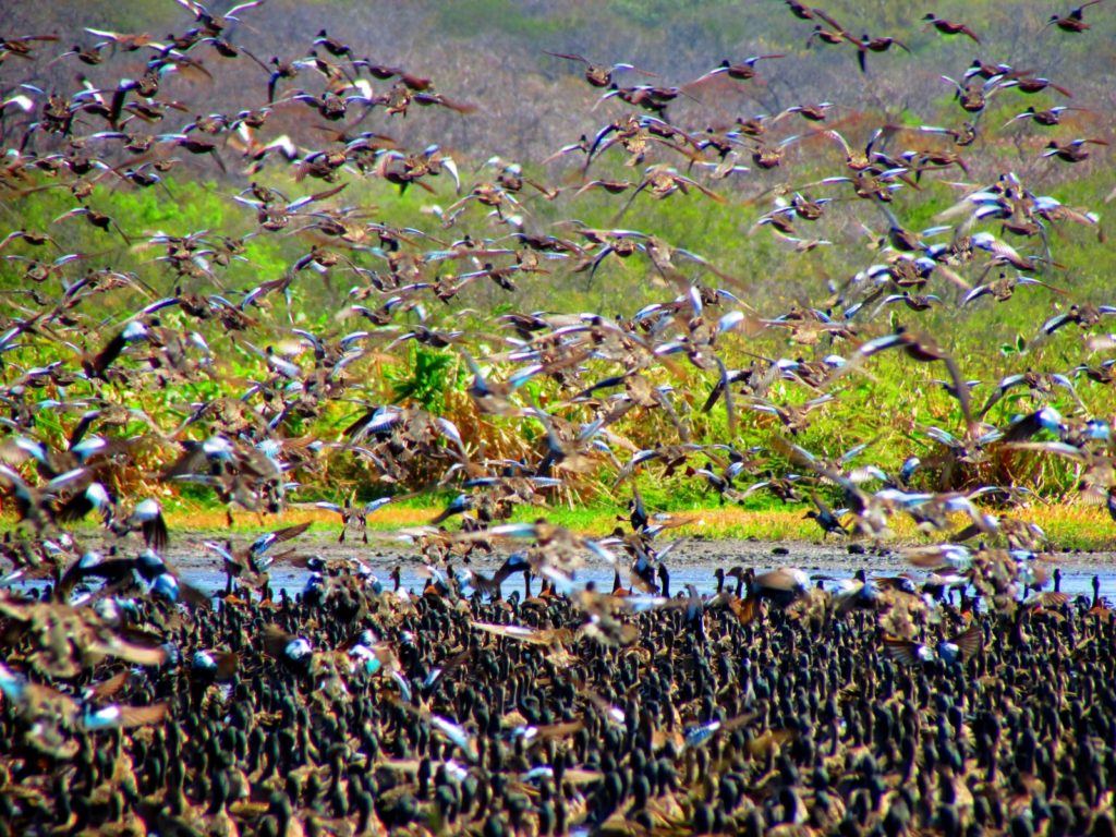 Parque Nacional Palo Verde realizará el Festival de las Aves el próximo 28 de febrero