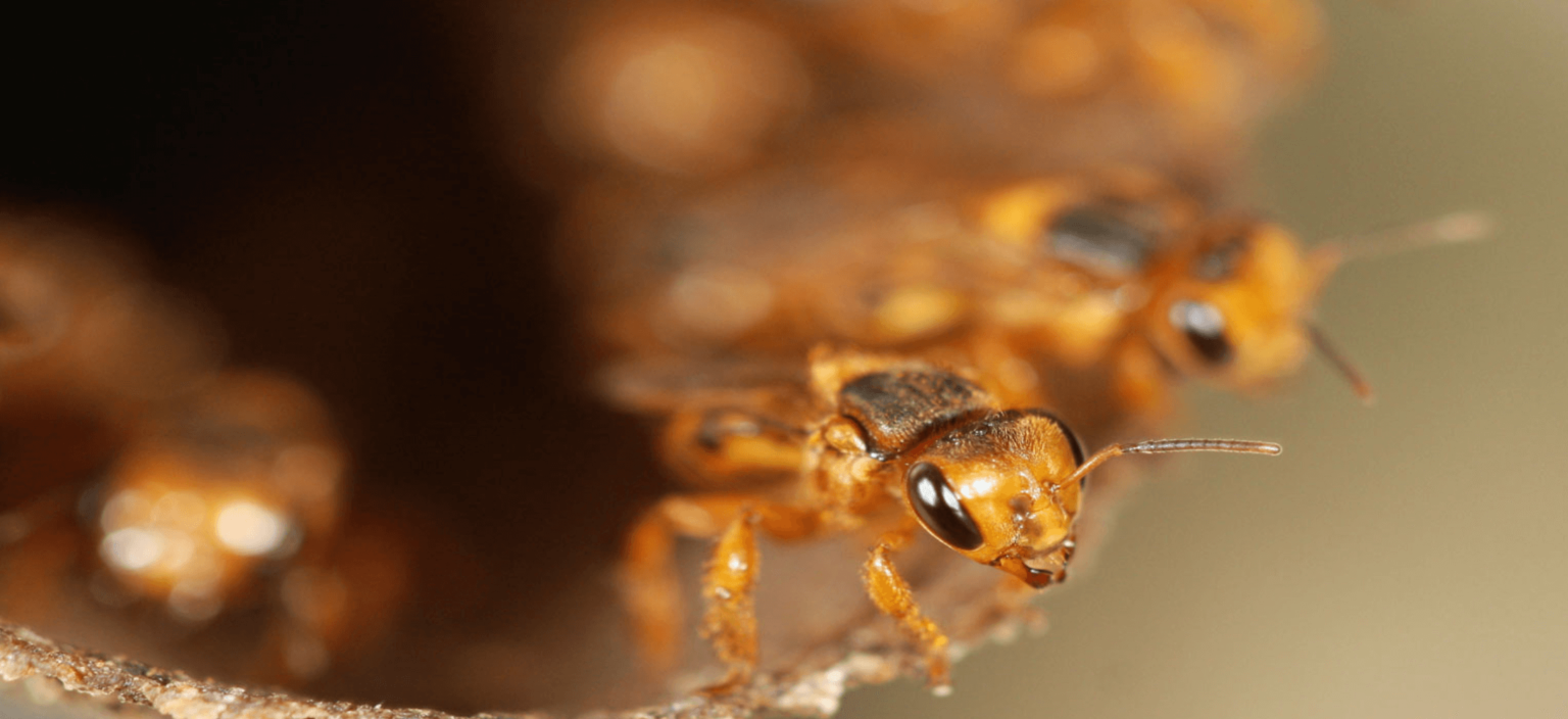 Imagen principal del artículo: UNA ofrece formación especializada en apicultura tropical