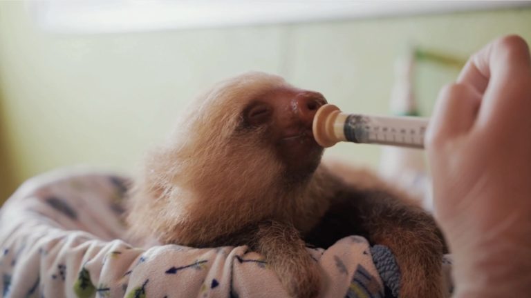 Dos perezosos rescatados en Costa Rica reciben apoyo internacional para su rehabilitación