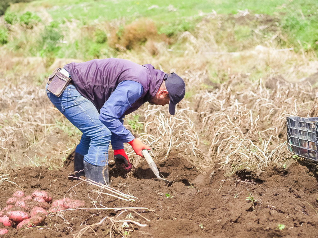 TEC impulsa producción de papa de alta calidad en la zona norte de Cartago mediante biotecnología