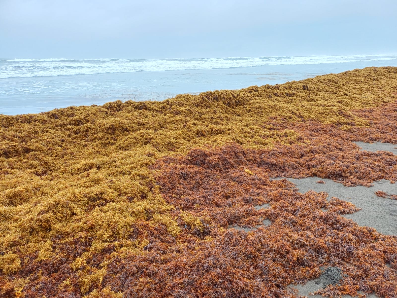Imagen principal del artículo: ¿Qué es el sargazo y qué implicaciones tiene la llegada masiva al Caribe costarricense?