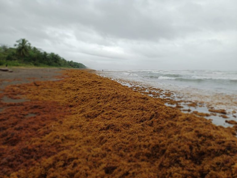 Minae reporta presencia de sargazo en el Caribe Norte de Costa Rica