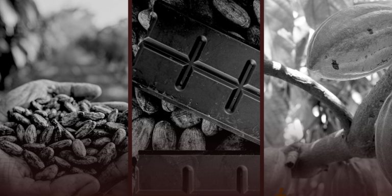 Festival Cacao Vivo 2026 abre inscripciones para productores, chocolateros, emprendedores e instituciones del sector